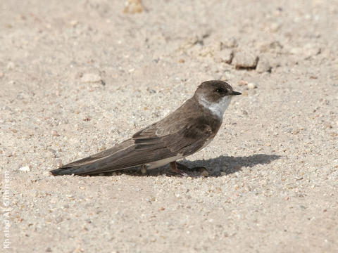 Sand Martin (Juvenile)