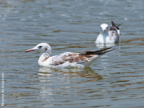 Slender-billed Gull (Juveniles)