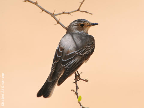 Spotted Flycatcher