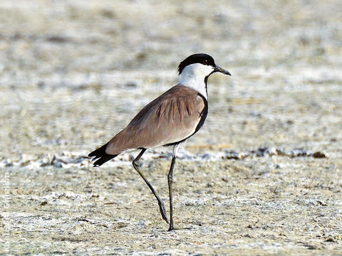 Spur-winged Lapwing