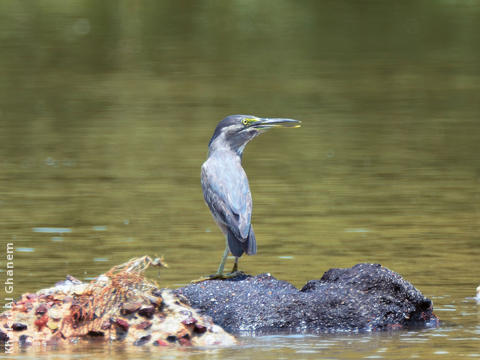 Striated Heron