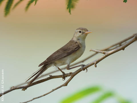 Upcher’s Warbler