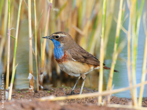 White-spotted Bluethroat (Male)