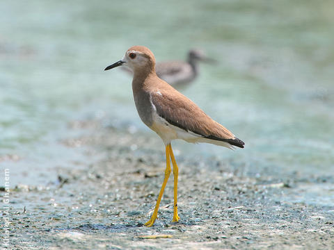 White-tailed Lapwing