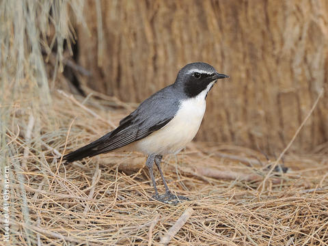 White-throated Robin (Male pale variant)