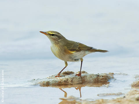 Willow Warbler