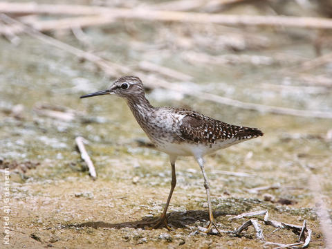 Wood Sandpiper