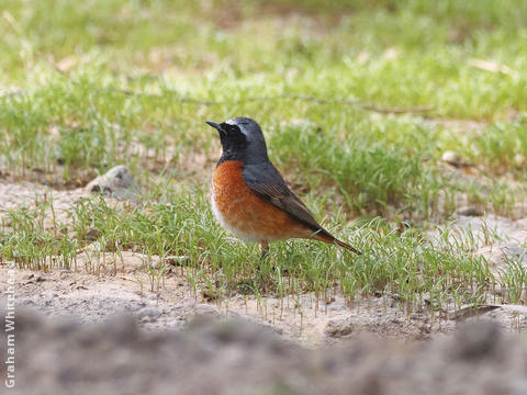 Common Redstart (Male spring)