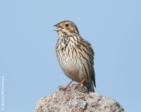 Corn Bunting