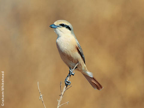 Daurian Shrike (Male)