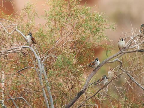 Dead Sea Sparrow (Males and females)