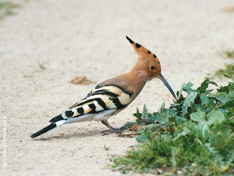 Eurasian Hoopoe