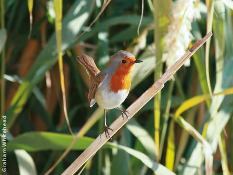 European Robin