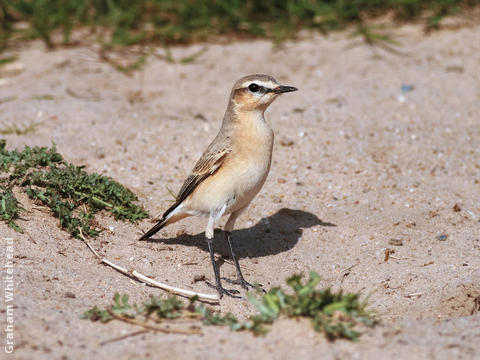 Isabelline Wheatear