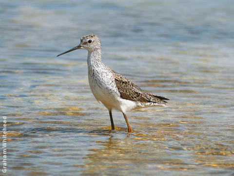 Marsh Sandpiper (Spring)