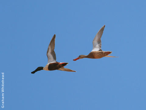 Northern Shoveler (Male and female)