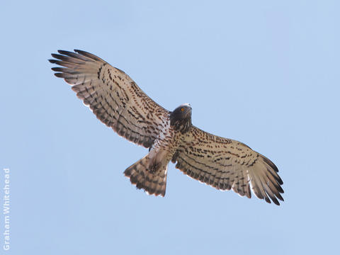 Short-toed Snake Eagle