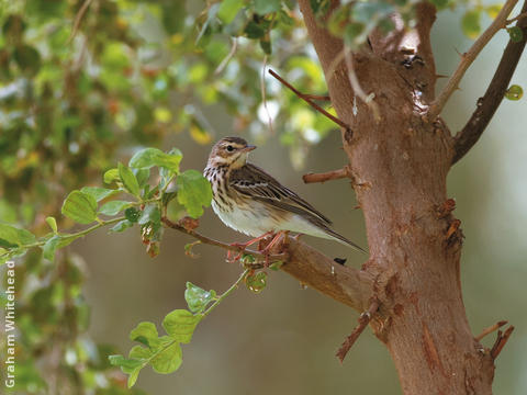 Tree Pipit (Non-breeding)