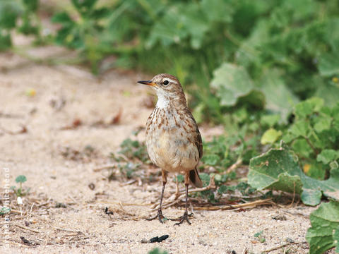 Water Pipit 