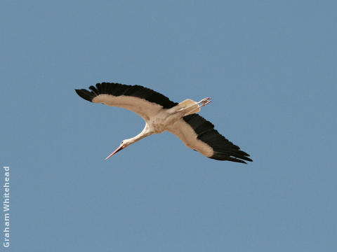 Western White Stork