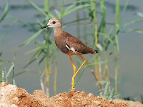 White-tailed Lapwing