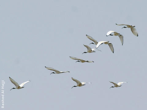 African Sacred Ibis