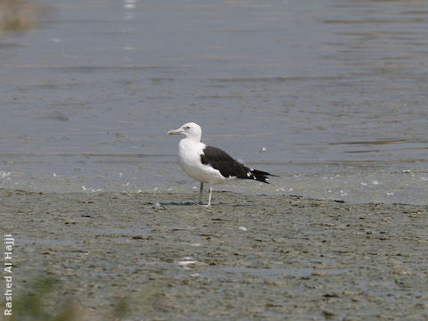 Baltic Gull 