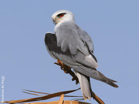 Black-winged Kite