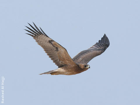 Bonelli’s Eagle (Immature)