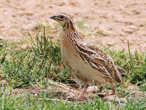 Common Quail - Female