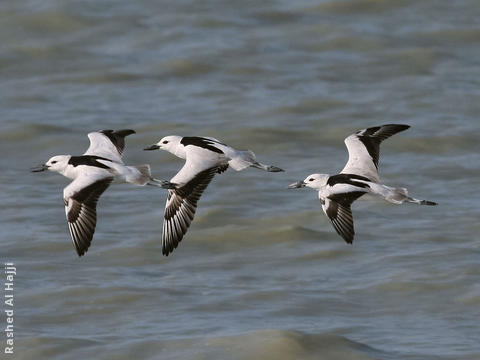 Crab-plovers