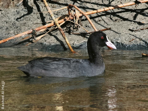 Eurasian Coot 