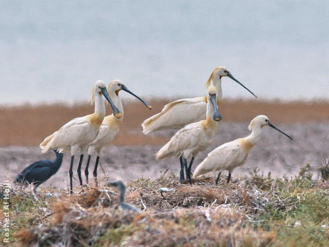 Eurasian Spoonbill (Colony on Bubiyan)