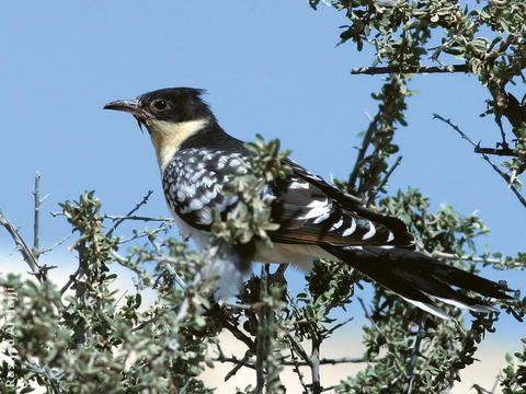 Great Spotted Cuckoo 