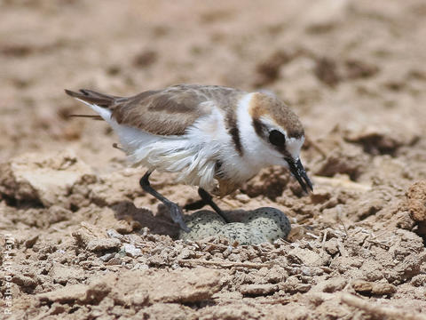 Kentish Plover (Female at nest)