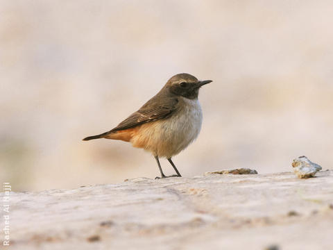 Kurdistan Wheatear (Male)