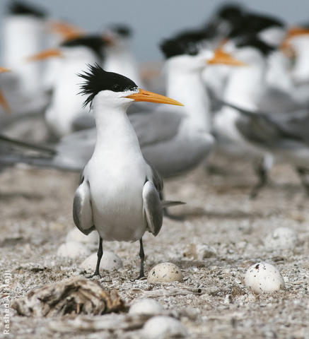 Lesser Crested Tern