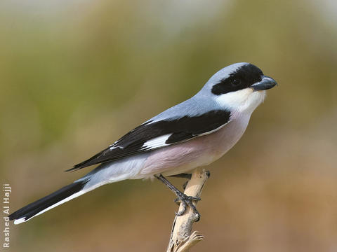 Lesser Grey Shrike