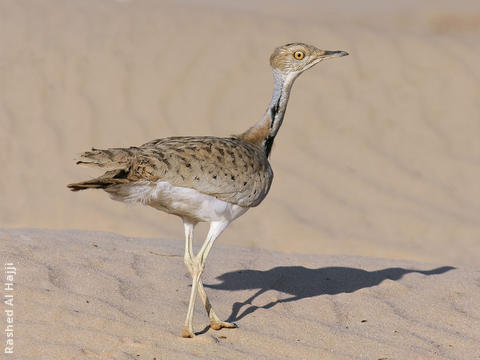 Macqueen’s Bustard