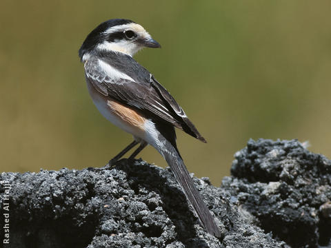 Masked Shrike (Female)