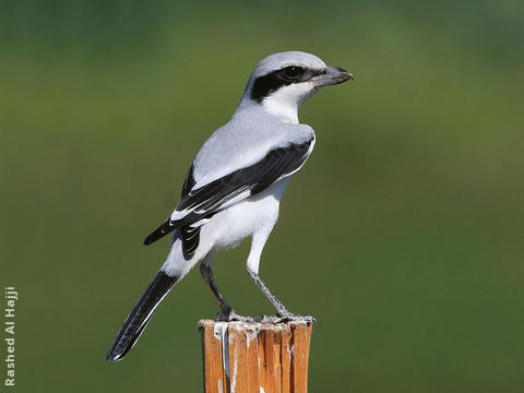 Mauryan Grey Shrike