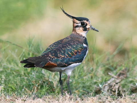 Northern Lapwing (Winter)