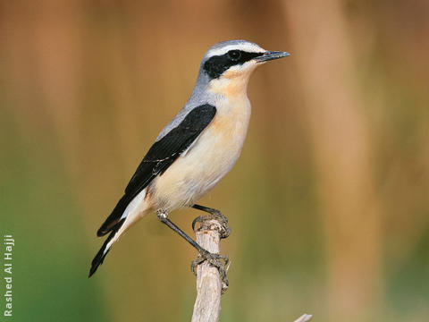 Northern Wheatear (Male)