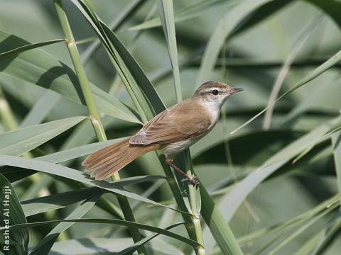 Paddyfield Warbler