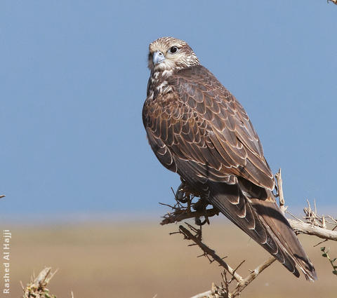 Saker Falcon