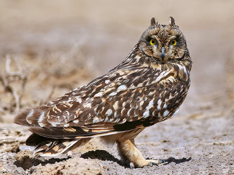 Short-eared Owl