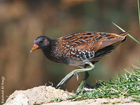 Spotted Crake (Breeding plumage)