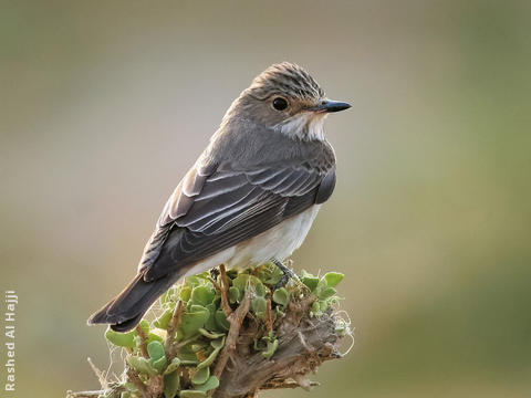 Spotted Flycatcher