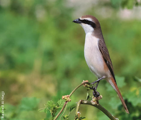 Turkestan Shrike (male)