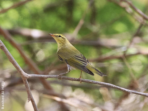 Wood Warbler